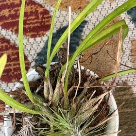 Photo of the plant species Tampa Butterfly Orchid by @CapableMira22 named Foxxy on Greg, the plant care app