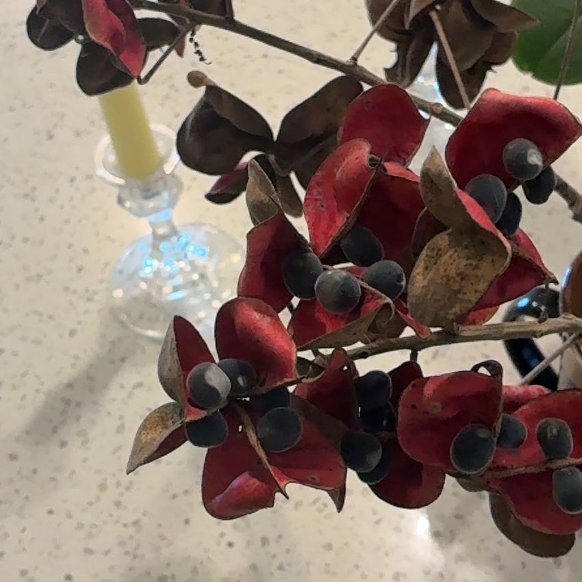 Photo of the plant species Manila Tamarind by @CapableMira22 named Achilles on Greg, the plant care app