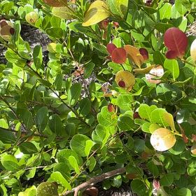 Photo of the plant species Coco Plum by @CapableMira22 named Dolores on Greg, the plant care app