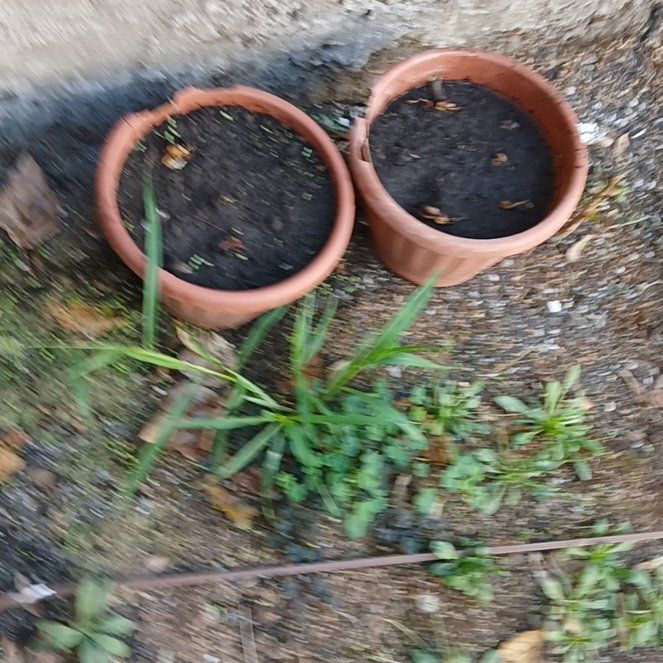Photo of the plant species Jungle Jackfruit by @PeakDatepalm50 named Jekky on Greg, the plant care app