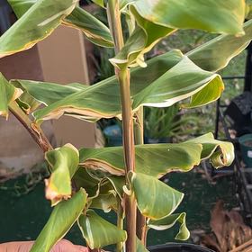Photo of the plant species Kahili Ginger by @ComradeRedash76 named Tolkien on Greg, the plant care app