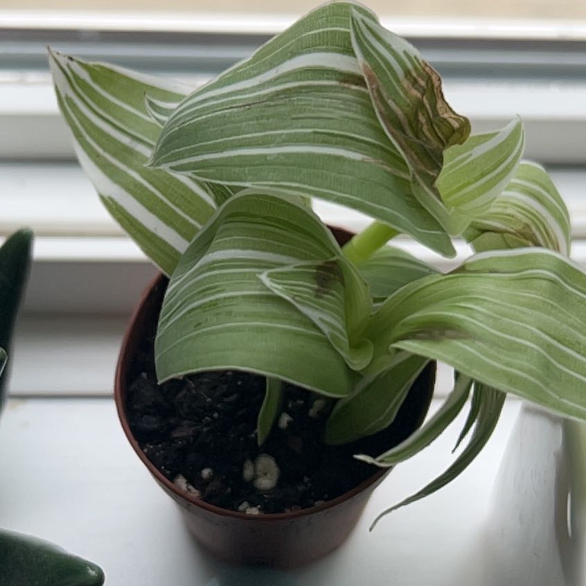 Photo of the plant species European White Hellebore by @MentorKaro14 named Curie on Greg, the plant care app