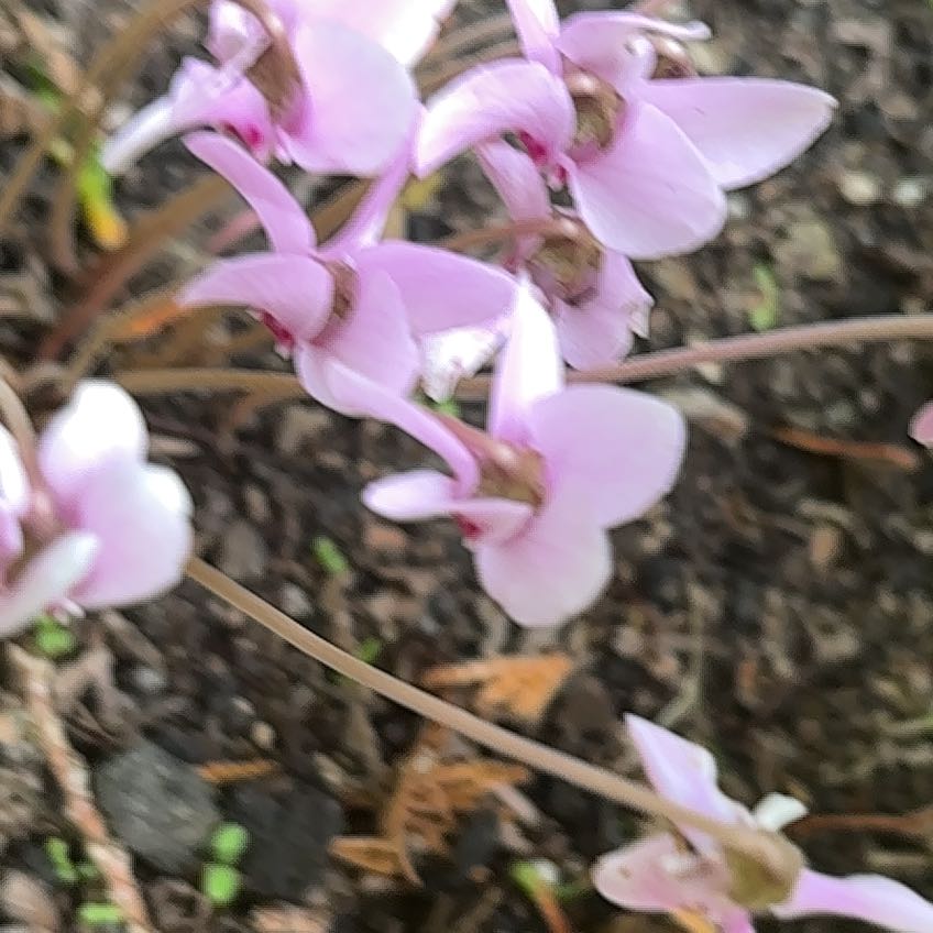 Photo of the plant species Ivy-Leaved Cyclamen by @ValidDonkeyears named Sir Plancelot on Greg, the plant care app