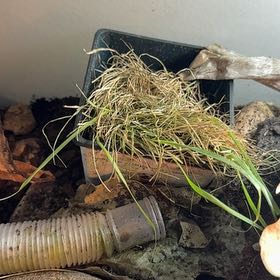 Photo of the plant species Crested Wheatgrass by @CertainRadish85 named Marilyn on Greg, the plant care app