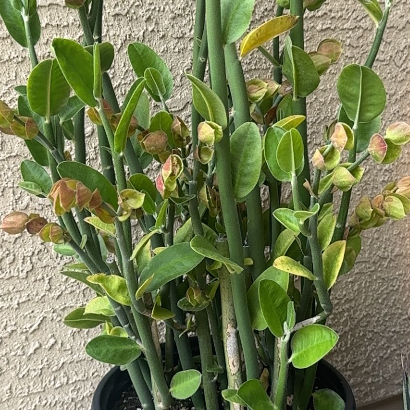 Photo of the plant species Crown Flower by @BusyRedsky16 named Beckham on Greg, the plant care app