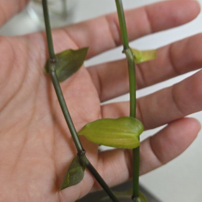 Photo of the plant species Dotted Bridalveil by @TrueCurlyslim68 named Walter on Greg, the plant care app