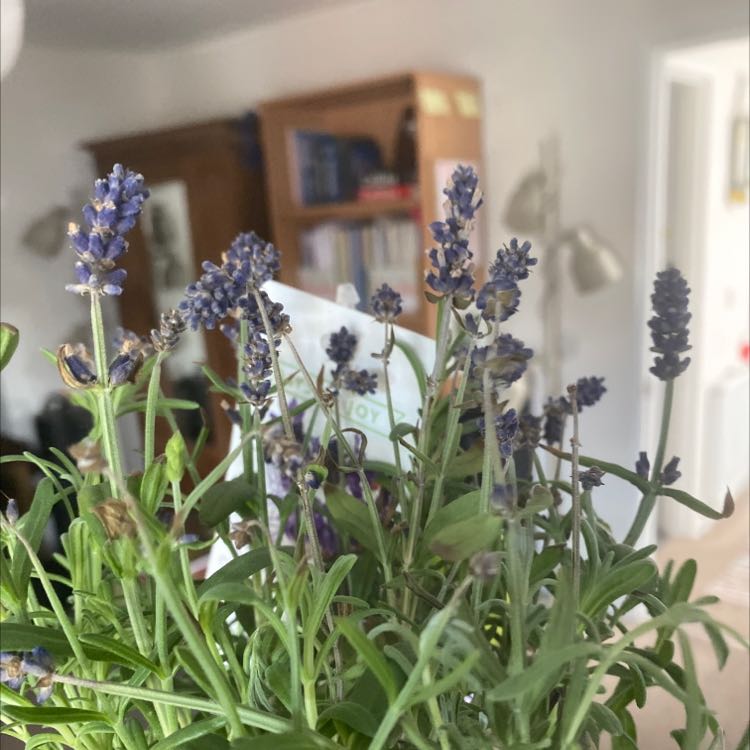 Mealycup Sage plant with purple flowers and some browning leaves.