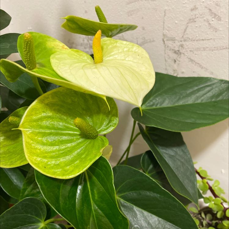 Photo of the plant species Painter's Palette by Raymond named Hallway 2 on Greg, the plant care app