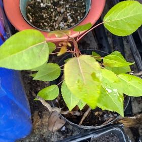 Photo of the plant species Popple by @GoldJade2 named Duke on Greg, the plant care app