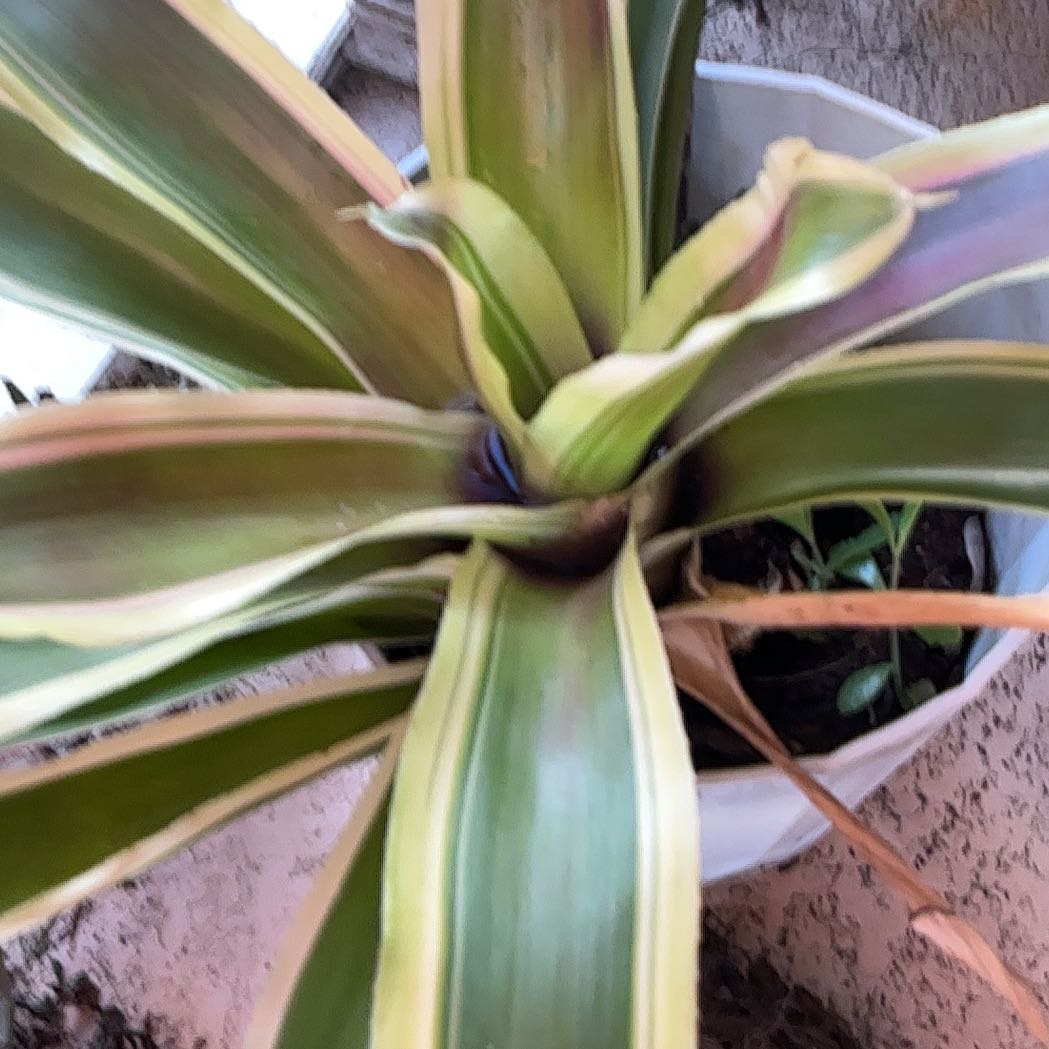 Photo of the plant species Bromeliad by @PerfectOricad39 named Candle stickbromeliad on Greg, the plant care app