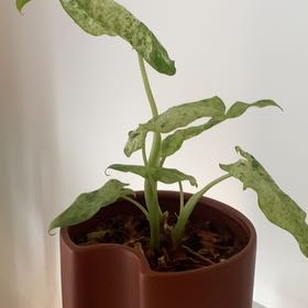 Photo of the plant species Blizzard Elephant Ear by @AmbitiousMoss6 named Huckleberry Fern on Greg, the plant care app