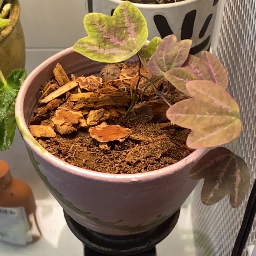 Photo of the plant species Passion Vine by @AmbitiousMoss6 named Sanders on Greg, the plant care app