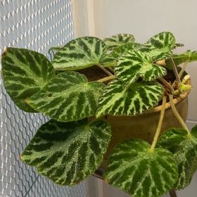 Photo of the plant species Imperial Begonia by @AmbitiousMoss6 named Naomi on Greg, the plant care app