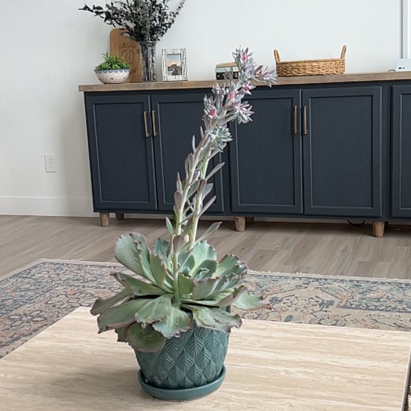 Photo of the plant species Echeveria 'Sahara' by @DirectorMostii named Sahara on Greg, the plant care app