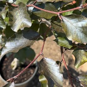 Photo of the plant species European Beech 'Purple Fountain' by @GuruBagpod36 named Tolkien on Greg, the plant care app