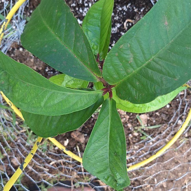Photo of the plant species Hawaiian Mountain Apple by @BuoyantMarimo35 named Clooney on Greg, the plant care app