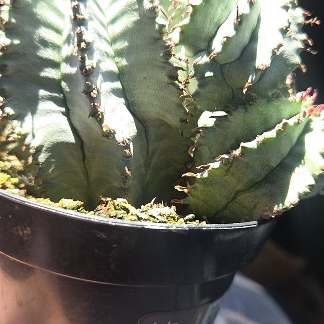 Photo of the plant species African Milk Barrel by @RadEspicia26 named Anne on Greg, the plant care app