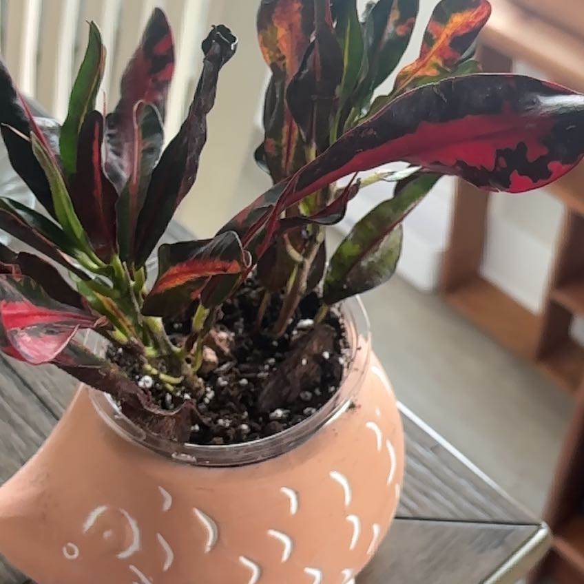 Photo of the plant species Bush on Fire Croton by @potterhead named Crouton on Greg, the plant care app