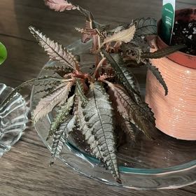Photo of the plant species Dark Mystery Pilea by @potterhead named Anne on Greg, the plant care app