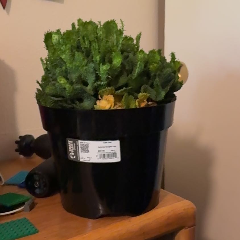 Photo of the plant species Green Coral Cactus by @RadStomatium35 named McKinley on Greg, the plant care app
