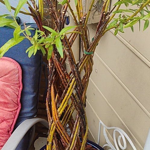 Photo of the plant species White Willow by @WholeCoccoon58 named Willow on Greg, the plant care app