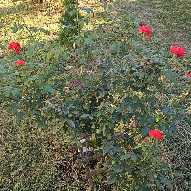 Photo of the plant species Hybrid Tea Rose by @GiftedRedlion19 named Pam x 6 on Greg, the plant care app