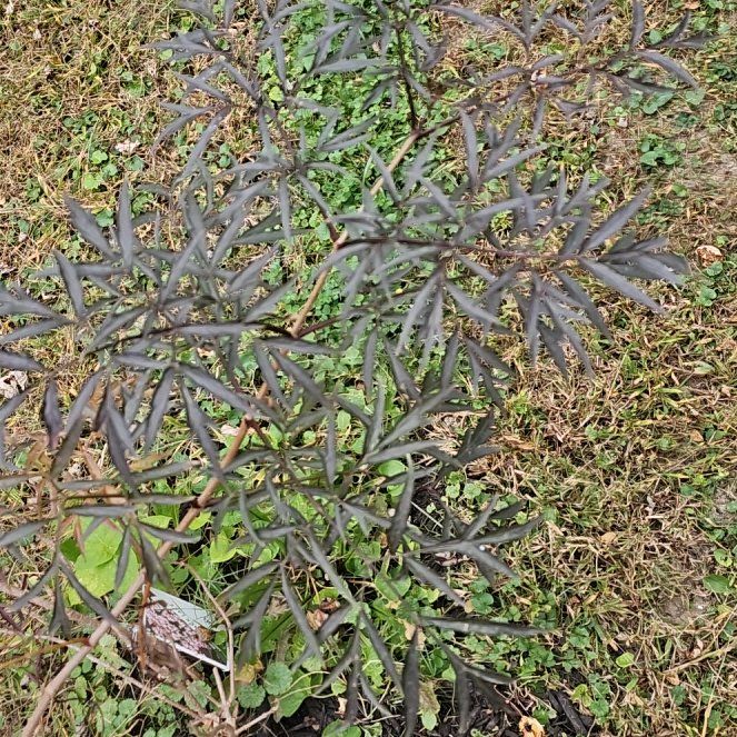 Photo of the plant species Black Lace Elderberry by @GiftedRedlion19 named Laura x3 on Greg, the plant care app