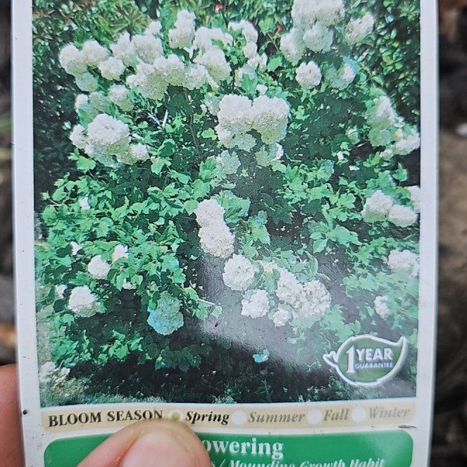 Photo of the plant species Snowball Viburnum by @GiftedRedlion19 named Sterile Snowball x2 on Greg, the plant care app