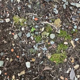 Photo of the plant species Silvergreen Bryum Moss by @FitCorn13 named Demi on Greg, the plant care app