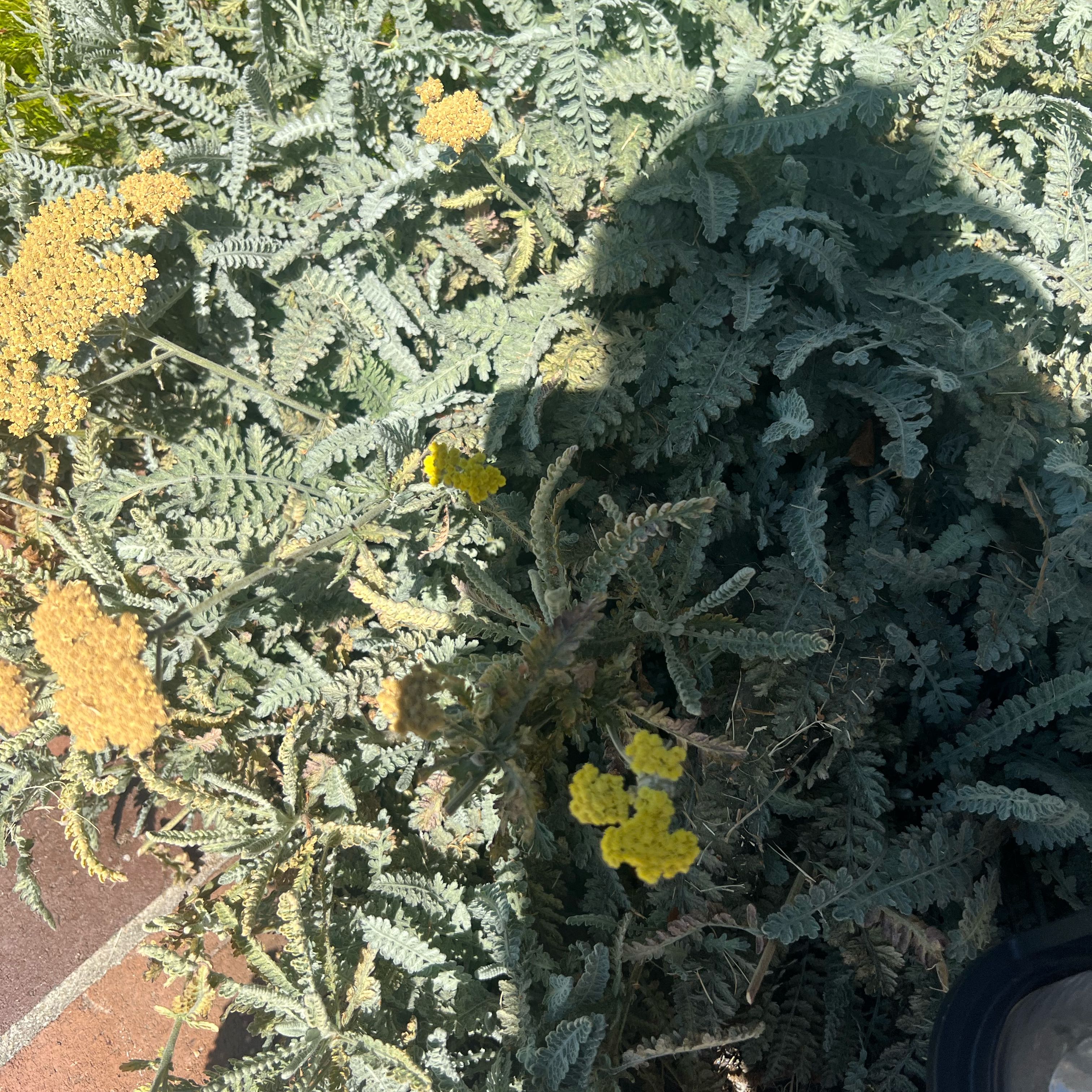 Photo of the plant species Fernleaf Yarrow by @ProFuchsia8 named Foxxy on Greg, the plant care app