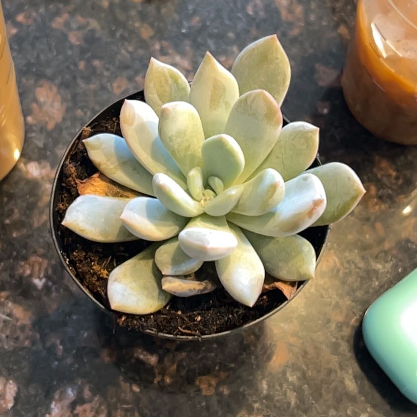 Photo of the plant species Pachyveria 'Claire' by @DoubtlessBlue75 named Paige on Greg, the plant care app