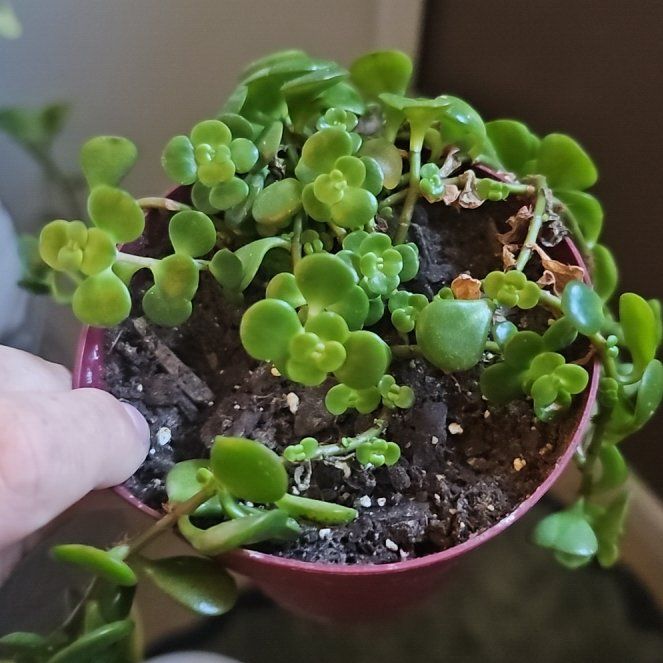 Photo of the plant species Japanese stonecrop by @HipBlue95 named Ol no name on Greg, the plant care app