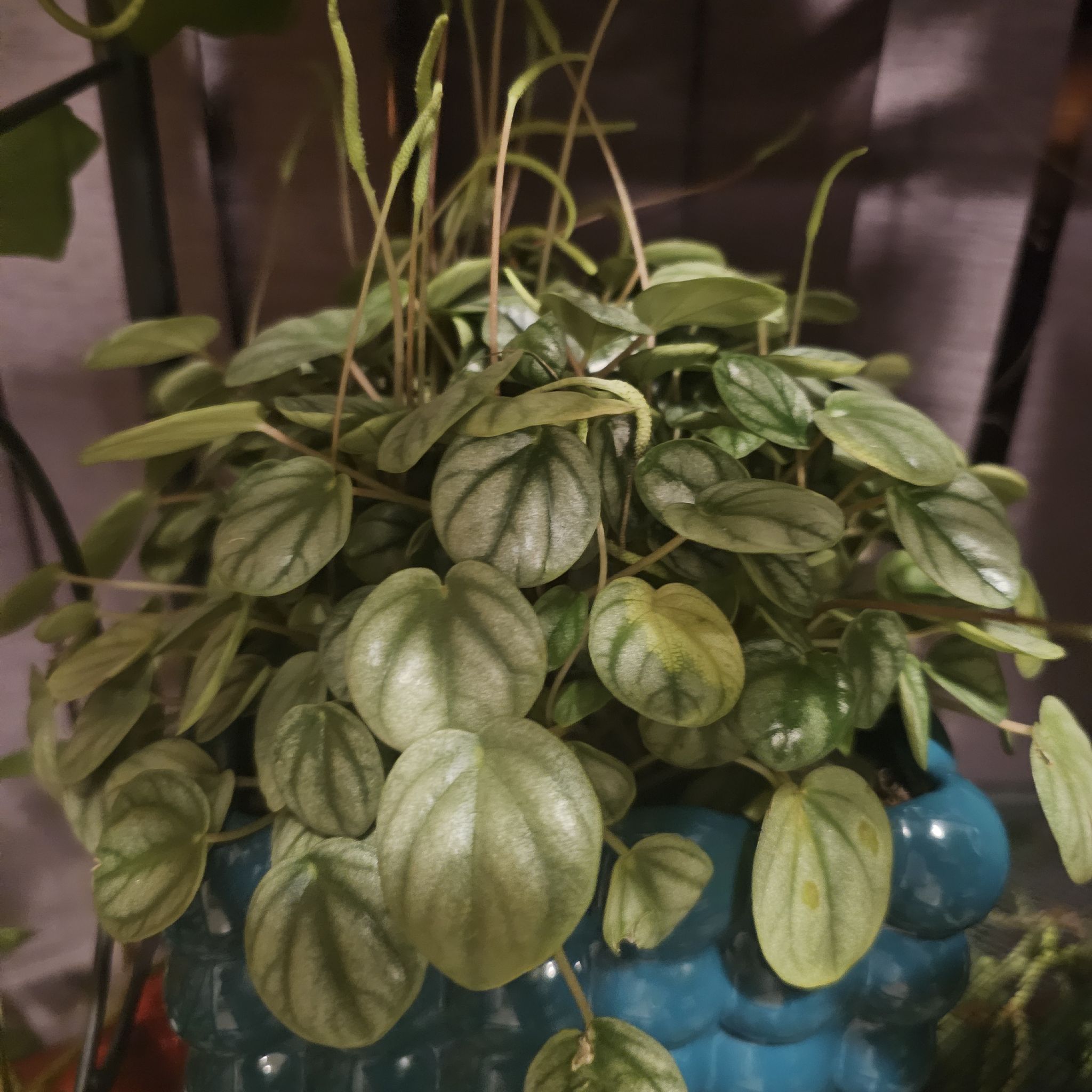 Photo of the plant species Peperomia 'Little Toscani' by @HipBlue95 named Lil Toscani on Greg, the plant care app