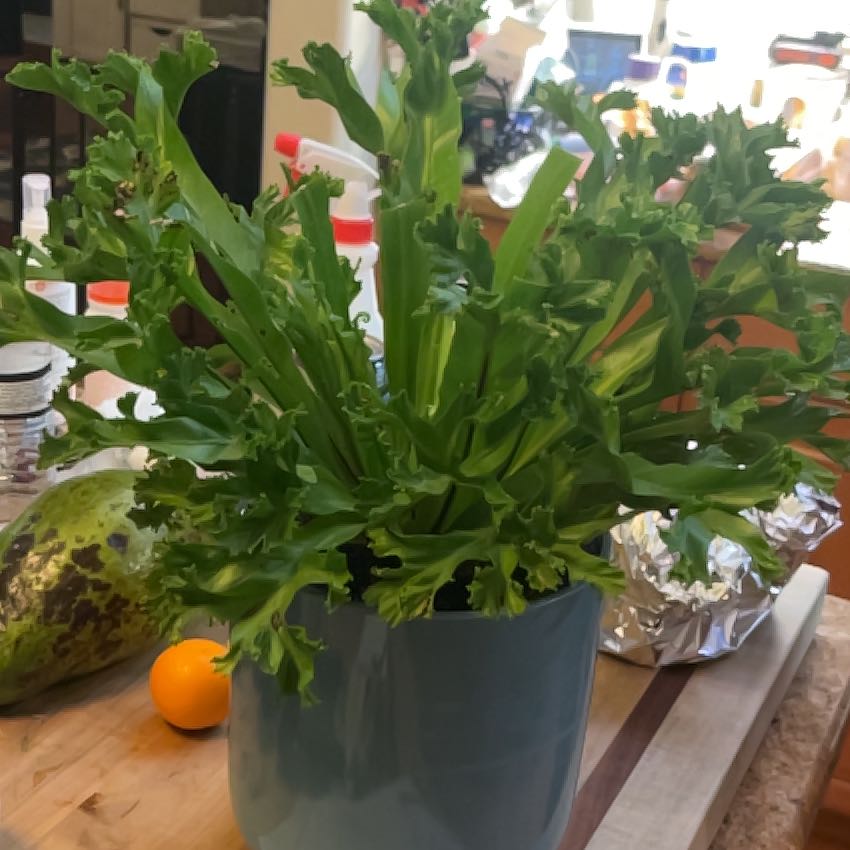 Photo of the plant species Fishtail fern by @FancyPlants33 named Xena on Greg, the plant care app