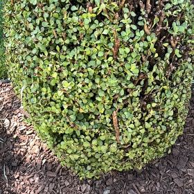 Photo of the plant species Asian Ponysfoot by @WhizBlusher12 named Mando on Greg, the plant care app