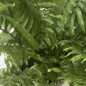 Photo of the plant species Shining Spleenwort by @ConcreteMizuna1 named Osmo on Greg, the plant care app
