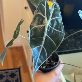 Photo of the plant species Alocasia longiloba purple by @DeftOakfern16 named Navajo on Greg, the plant care app