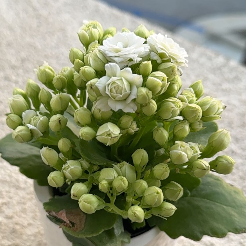 Photo of the plant species mini calandiva by @GemSalsa47 named Sage on Greg, the plant care app