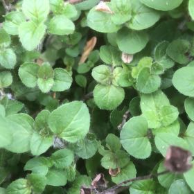 Photo of the plant species Ivy-Leaved Speedwell by @BigwigMakura24 named Peter Parker on Greg, the plant care app