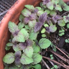 Photo of the plant species Watermint by @BigwigMakura24 named Drake on Greg, the plant care app