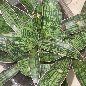 Photo of the plant species Sansevieria Cleopatra by @LightBucksbeard named Bodhi on Greg, the plant care app