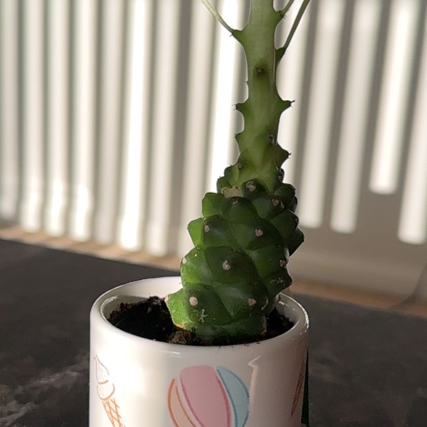 Photo of the plant species Monadenium Rhizophora by @GuruWorm20 named Drake on Greg, the plant care app