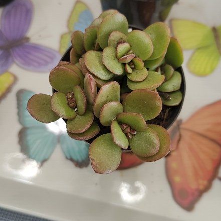 Photo of the plant species Water Spangles by @ModelGloriosa41 named Robert Plant on Greg, the plant care app