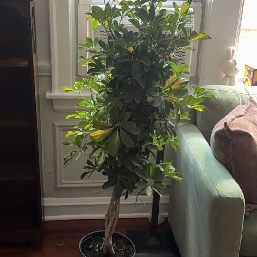 Photo of the plant species Umbrella Tree by @StrongHopsedge7 named Mollie on Greg, the plant care app