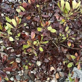 Photo of the plant species Inkberry by @KindPilea44 named Demi on Greg, the plant care app