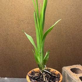 Photo of the plant species 'Fantasy' by @SizableSalsa11 named Plato on Greg, the plant care app