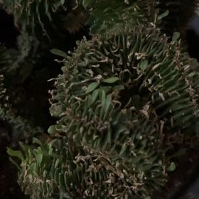 Photo of the plant species Crested Elkhorn by @RadOxtongue88 named Lola on Greg, the plant care app