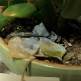 Photo of the plant species Fossil Cactus by @SirAlfalfa25 named Madonna on Greg, the plant care app