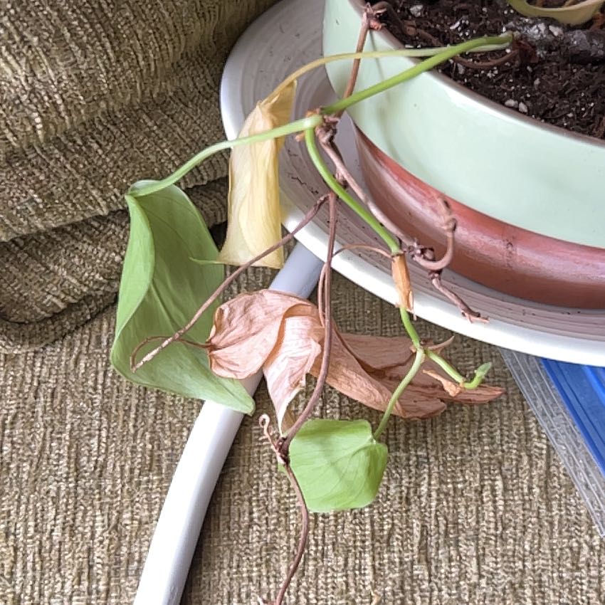 Photo of the plant species Devils Ivy by @SirAlfalfa25 named Coco on Greg, the plant care app