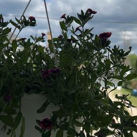 Photo of the plant species Calibrachoa 'Blue' by @SirAlfalfa25 named Willow on Greg, the plant care app